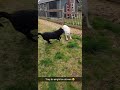 My 14 yr old lab/husky and my 11 yr old English lab enjoying their 2 second burst of energy today