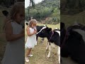 adorable baby cow and girl interview