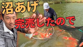 10月の錦鯉販売用を沼から#塩田養鯉場#koifish #koi