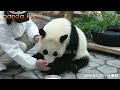 頑張って！！ 飼育員さんに励まされて、ひとつづつ階段をのぼっていく🐼 苦手なパンダミルクを飲んで頑張りました🐼 結浜 アドベンチャーワールド