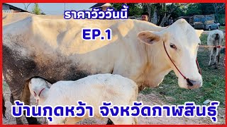 EP.1 #ราคาวัววันนี้ 7 พฤศจิกายน 2567 #ตลาดวัวบ้านกุดหว้า อำเภอกุฉินารายณ์ จังหวัดกาฬสินธุ์ #ชาร์โนเล