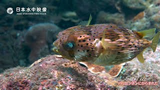 膨らむハリセンボン！Angry Porcupinefish in the sea！