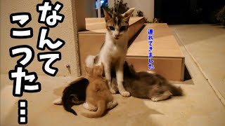 傷だらけでガリガリの猫を助けた1ヶ月後、猫が家族で恩返しに来た