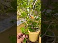 गुड़हल के पौधे की देखभाल कैसे करे 🌺👍 gharkikheti flower hibiscus