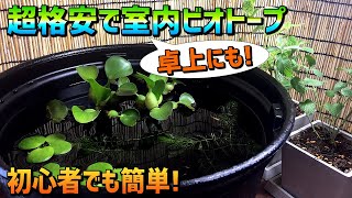 【初心者必見】メダカの室内ビオトープを超格安で立ち上げ!卓上ビオトープにもオススメ