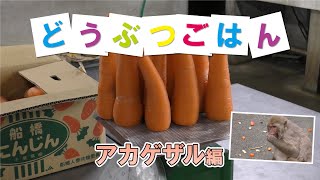 どうぶつごはん【アカゲザル編】