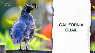 Discover California's State Bird: The Charming California Quail