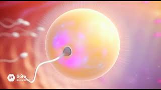 What Really Happens After Ovulation!? The Secret Journey to Pregnancy 🤰✨