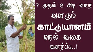 புற்றுநோய் வராமல் தடுக்கும் காட்டுயாணம் பாரம்பரிய நெல் வகை வளர்ப்பு | 8 feet Kaatuyanam Paddy