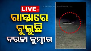 Live | ବିରାଟକାୟ କୁମ୍ଭୀରକୁ ଦେଖି ଲୋକେ ଛାନିଆ | Crocodile | Rajnagar | Kendrapara | OTV