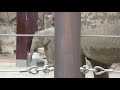 20210912 上野動物園　アジアゾウ①　ハトを追って逃げられた後、吠えながらダッシュするアルン