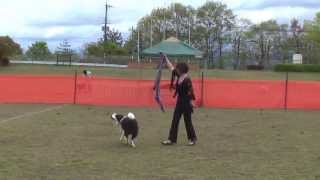 ドッグダンス ボーダーコリー Loiste(Canine Freestyle)2013．4.21