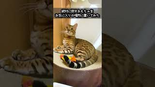 うちの猫 が絶対に倒すおもちゃ をお気に入りの場所に置いてみた #shorts