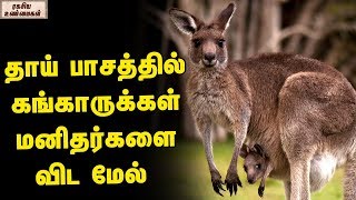 தாய் பாசத்தில் கங்காருக்கள் மனிதர்களை விட மேல்  || Facts About Kangaroos  || Unknown Facts Tamil