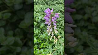 多叶羽扇豆Lupinus polyphyllus #flower