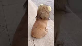 FUNNUUU / CUTTEE / THE LION KIND 🦁 / THE DOGGIE KING #petlover #pet #petvideo #funnyvideo #shorts