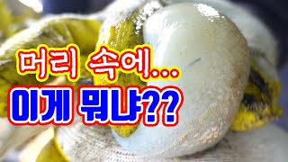 머릿속에 바글바글~ 피로회복 스테미너 최고 !! 봄철 보양식 / Spring-season health food webfoot octopus.