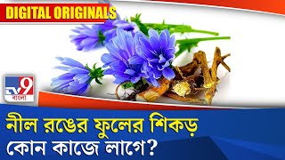 Blue Flower Roots: বাস্তুমতে, এই ফুল গাছের শিকড় গুণ জানেন?