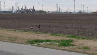 Turkey Vulture take off