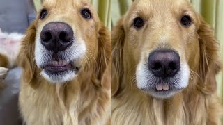 The ever-changing Golden Retriever, haha, it's pretty good-looking