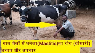 गाय ,भैसों में थनेला का रोग (बीमारी) |mastitis treatment in cow,buffalo,symptom