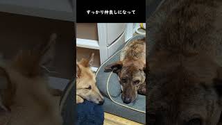 元猟犬と元野犬の子犬がすっかり家族になるまで　#shorts