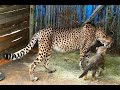 The cutest video ever: cheetah babies with their mom