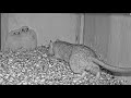 Dramatic Wildlife Encounter: Rat Intrudes on Kestrel Nest With Two Nestlings.