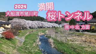 【満開 桜トンネル①】大船渡市猪川町 立根川