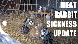 Mysterious Meat Rabbit Sickness UPDATE | Will ANY of my Rabbits Survive?