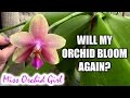 Will my Orchid bloom again? When will my Orchid bloom?