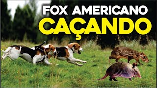 CACHORRO FOX AMERICANO CAÇANDO - FOX AMERICANO CAÇANDO TATU E PACA [+15]