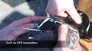 Rocket Netting Brant