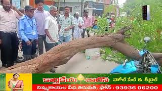 చిత్తూరు జిల్లా, నగరి , భారీ వృక్షం కూలీ స్వల్ప గాయాలు..