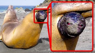 Craziest Ways Sea Creatures Give Birth!