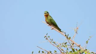 שרקרק ירוק : Blue-cheeked Bee-eater