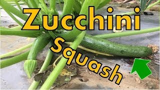 v29:Paano itanim ang Zucchini in Phil.(How to grow Zucchini Squash)