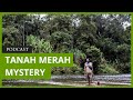 Mongabay Explores New Guinea: Who is destroying these rainforests? The Tanah Merah mystery.