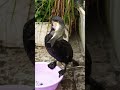 Watch this crazy bird swallow a fish bigger than its head. Cormorants are amazing hunters.