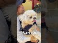 ルーちゃんとレイさんのどこいこ！鶴見緑地公園花博跡地編【関西弁でしゃべる犬】 455 luke＆rey s tsurumi park edition 【dog talking 】 鶴見緑地公園