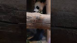 [입덕직캠] 루이바오 직캠 4K ‘아래에 루이있쏭‘ (Rui Bao FanCam) #루이바오 #RuiBao #판다월드 #panda #바오패밀리 #baofamily