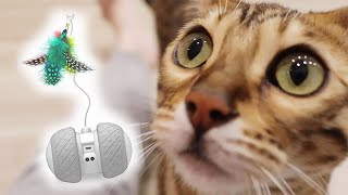 【ねこ様と蝶々】高級電動おもちゃBENTOPAL別装備を楽しむ 可愛いベンガル猫