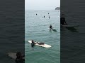 baby seal jumps on surfers board out in pacific beach san diego ca