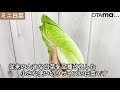 ミニ白菜〈野菜の食べ方＆調理方法〉by食育マルシェおうち便