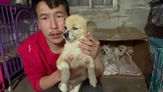 2021-02-18 Stray dogs rescue in Wuhan China 五只中华田园犬被人虐待两只成为了残疾，它们见到人就瑟瑟发抖。