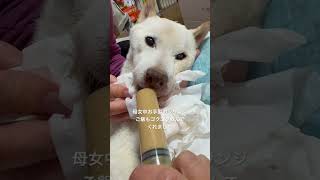 沢山食べて歯磨きもしてお利口さんの賢殿様#shorts#老犬#柴犬