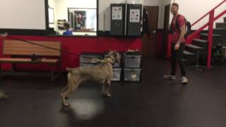 Giant Cane Corso Tries to Eat Trainer!