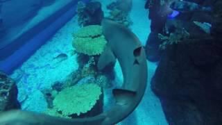 Dive with Sharks in the Dubai Aquarium and Underwater Zoo by Al Boom Diving