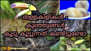 Birds developing nest and feed  കൂടുകളും തീറ്റയും വികസിപ്പിക്കുന്ന പക്ഷികൾm