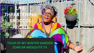 Vlog: Life-Threatening Broccoli Recall. My Outdoor Winter Garden Update! Spring Garden Seedlings.